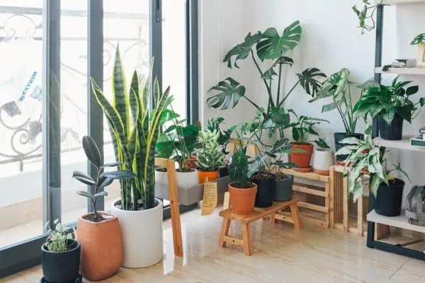 Coleção de vasos e plantas variadas posicionadas em ambiente iluminado