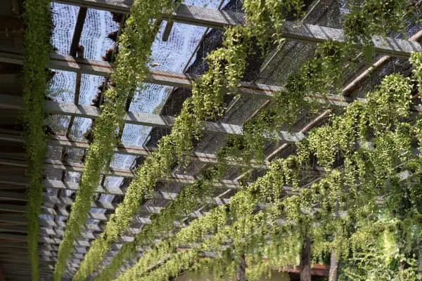 Estrutura de sombreamento com plantas suspensas formando cobertura verde